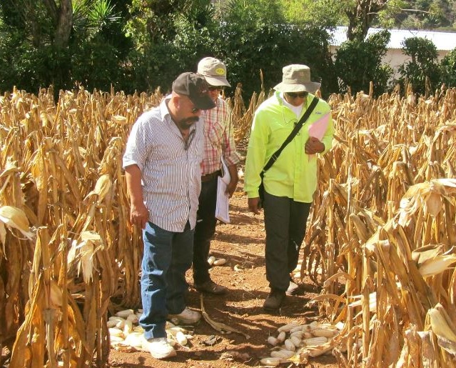 Evaluación de cultivares de maíz con alta calidad de proteína y zinc